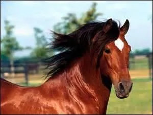 Quelle est la marque sur la tête de ce cheval ?