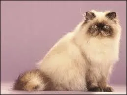 Quelle est la race de ce chat ?