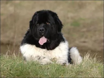 De quelle famille de chiens fait-il partie ?