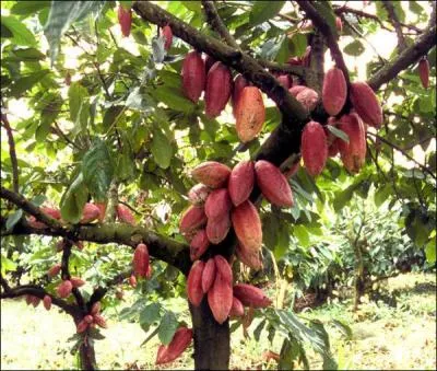 Le chocolat est produit à partir d'une fève de quel arbre ?