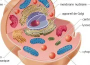 Quiz Biologie cellulaire