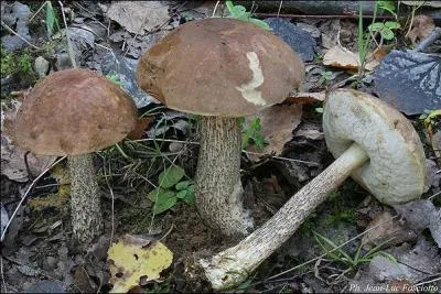 Allez-vous vous régaler avec ces champignons ?