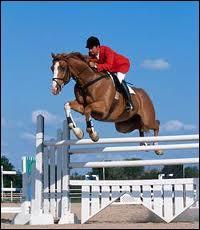 Quiz Equitation