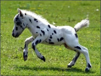 Quelle est la race de ce cheval ? (c'est difficile)