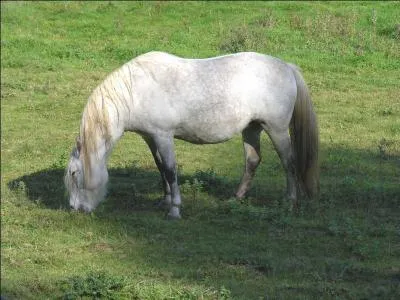 Quelle est la race de ce cheval ?