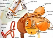 Quiz Les diffrentes parties de la selle, du filet et du licol