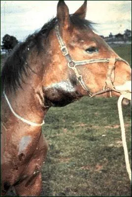 Quelle maladie a la cheval sur cette photo ?