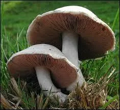 Lequel de ces champignons n'est pas toxique ?