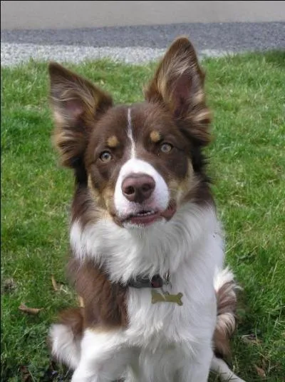 Quelle couleur à ce chien border collie ?