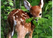 Quiz Les animaux de la fort en anglais