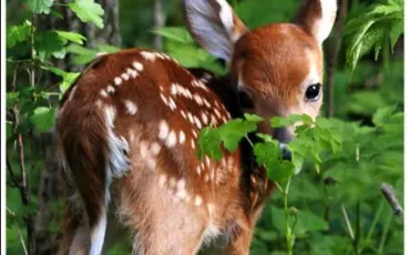 Quiz Animaux