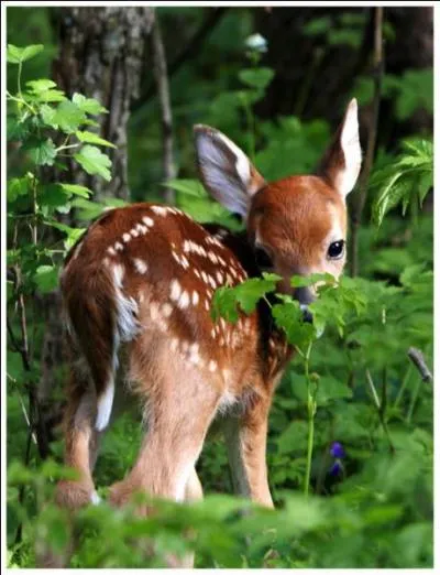 Quel est le nom de ce bébé animal ?