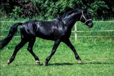 Quelle est la race de ce cheval ?