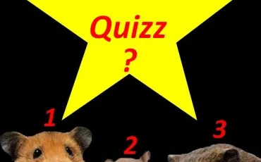 Quiz Animaux