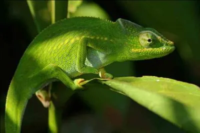 À quelle princesse fait-on référence avec ce caméléon ?