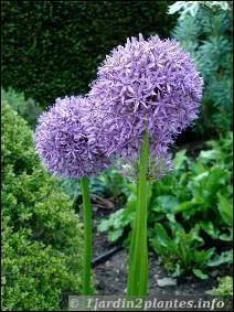 Quelle est cette fleur qui attire abeilles et papillons ?