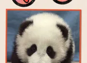 Quiz Les pandas