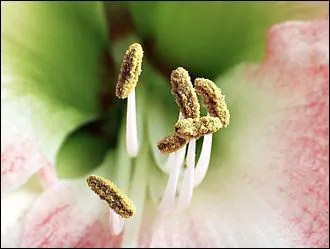 Quelle lettre faut-il doubler au mot « hanter » pour devenir une pièce florale ?