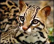 L'ocelot est un chat sauvage qui vit en Amérique du Sud et en Amérique centrale :