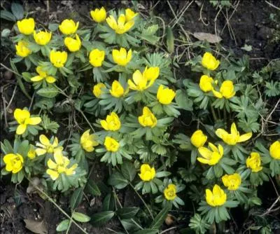 Comment doit-on écrire le nom de cette jolie plante aux fleurs jaunes ?