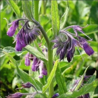 Cette plante médicinale a prouvé ses vertus dans le renouvellement des cellules de la peau et des muscles, participant activement à la guérison des fractures, entorses. Quelle est-elle ?