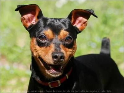 A son origine le pinscher était :