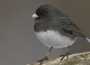 Quiz Les oiseaux du Qubec