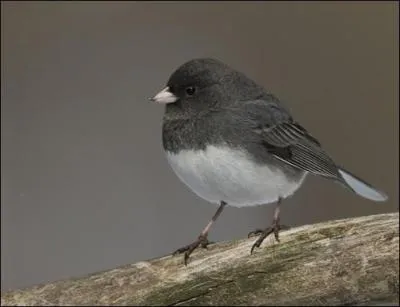 Quel est cet oiseau ?