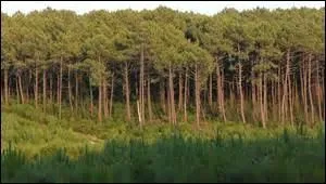 Le département des Landes est le plus vaste département de la France métropolitaine :