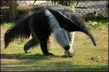 L'animal de cette photo est un tapir !