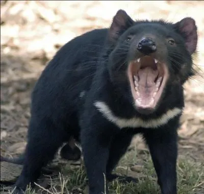 Quelle est la classe du diable de Tasmanie ?