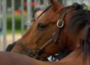 Quiz Les chevaux du monde