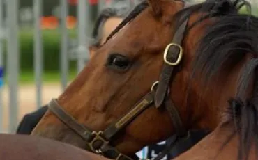 Quiz Chevaux