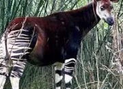 Quiz L'okapi