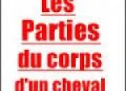 Quiz Les parties du corps du cheval