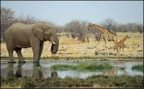 Je suis le plus grand animal du monde et je mesure plus de 3 mètres, que suis-je ?