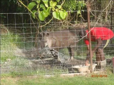 Cet animal africain est un tapir !