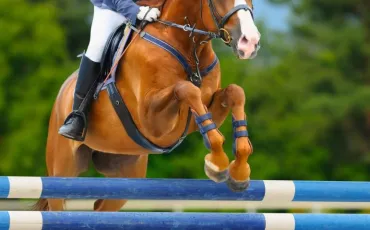 Quiz Equitation