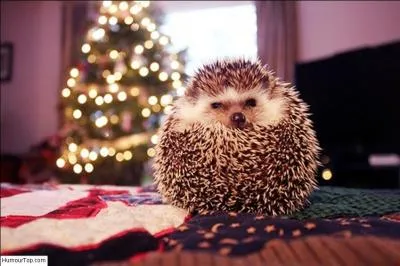 Une facile pour débuter ! En plus des guirlandes, que peut-on traditionnellement utiliser pour orner le sapin de Noël ?