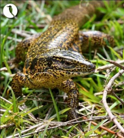 Le téju, ou lézard de terre, est un reptile d'Amazonie, pouvant dépasser un mètre et peser plusieurs kg !