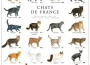 Quiz Les chats