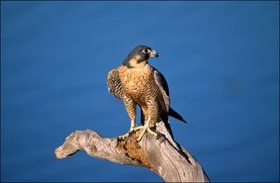 Quel est le faucon le plus rapide ?