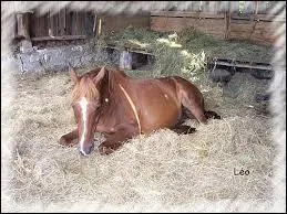 Qu'est-ce qu'un cheval alezan ?