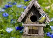 Quiz Mon jardin accueille les oiseaux