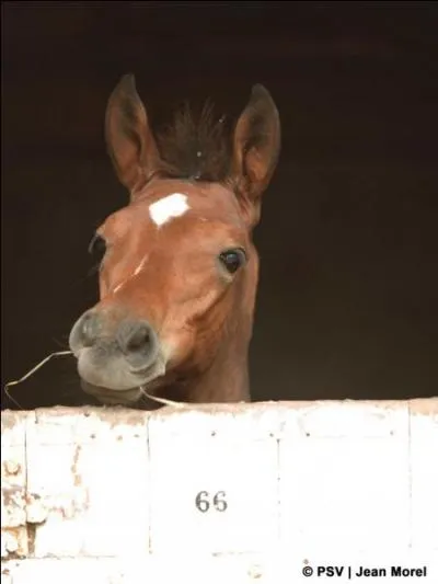 Comment appelle-t-on le petit du cheval ?