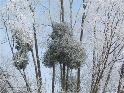 Que voit-on sur cet arbre totalement blanchi par le givre ?