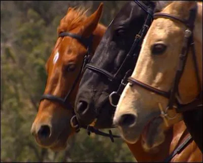 Lequel des trois est le cheval de Carole ?