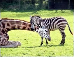 Cette photo est un montage. Un zèbre et une girafe ne peuvent pas être amis !