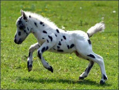 Quelles est la race de ce cheval ?