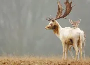 Quiz Les animaux